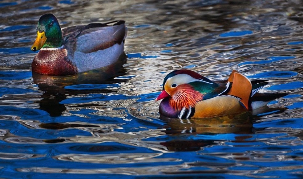 Mallard and Mandarin Duck