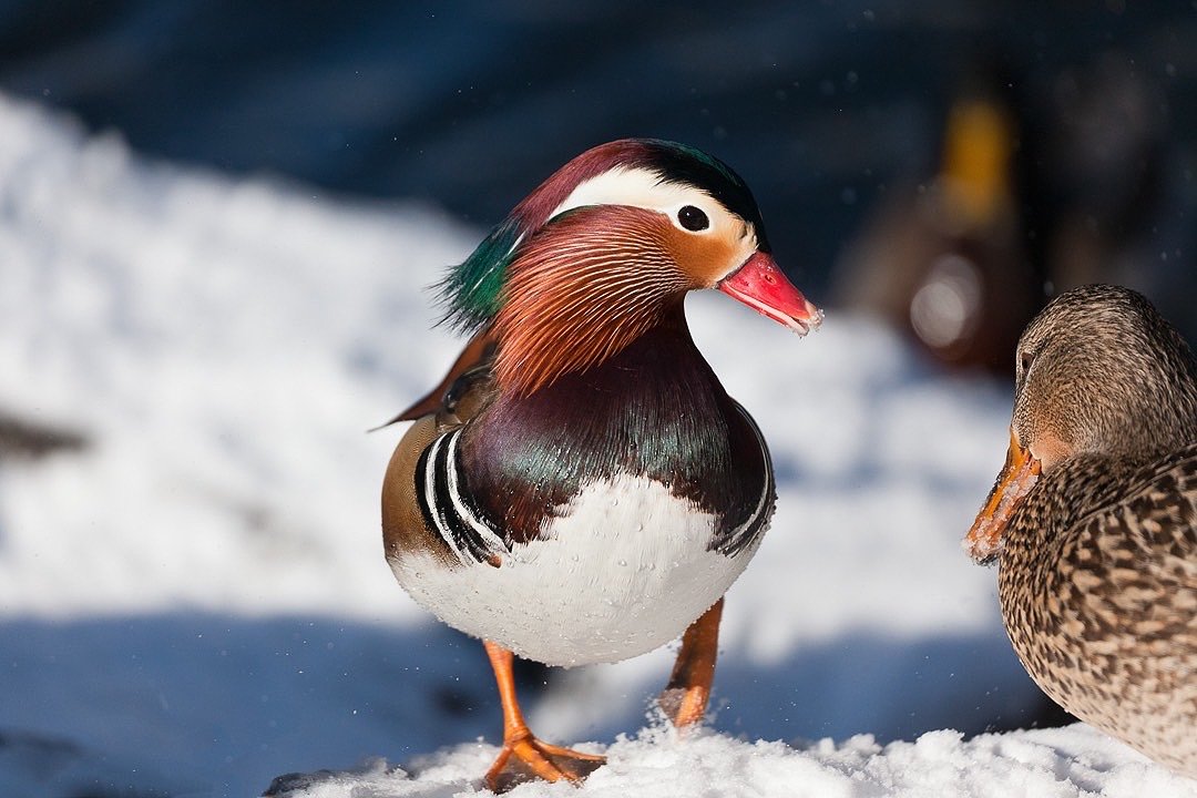 Mandarin Flirting with Mallard Duck
