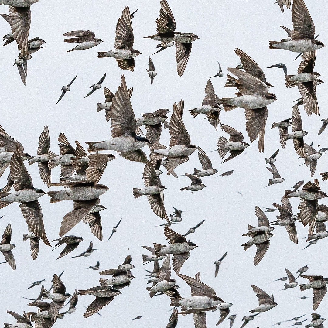 Sand Martins Migrating