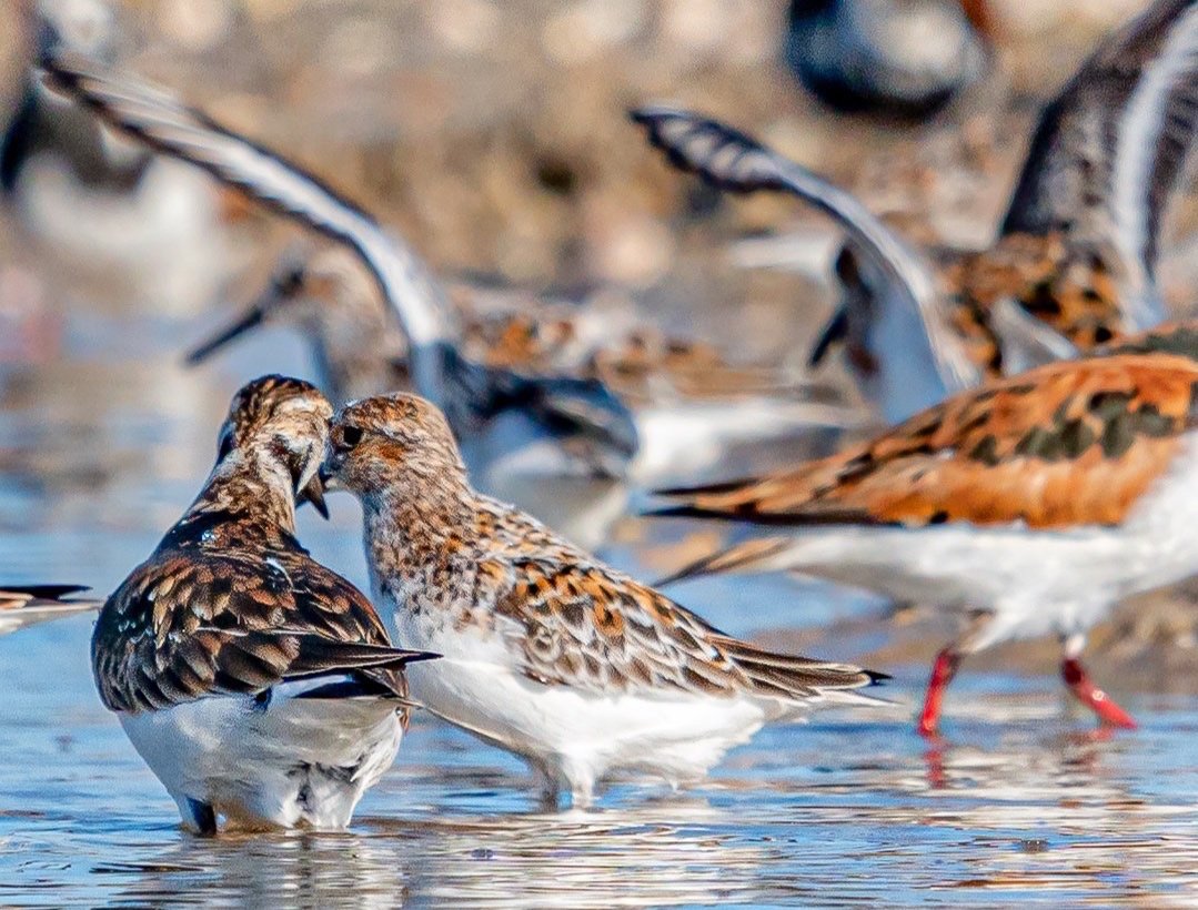 Sand Pipers