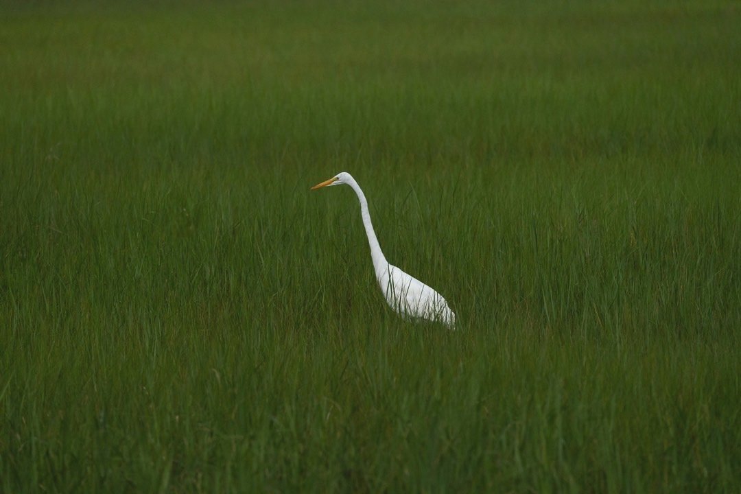 Egret