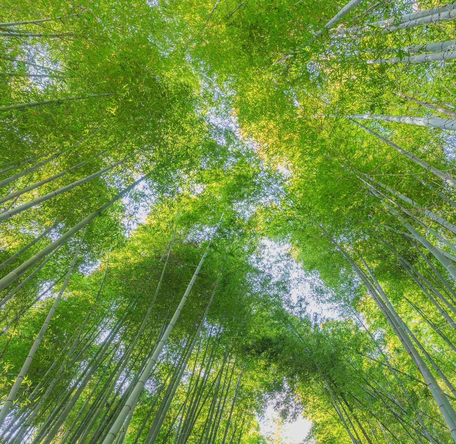 Bamboo Forest, Kyoto