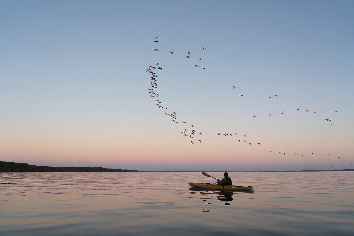 Kayaker and Bird Migration Atchafalaya