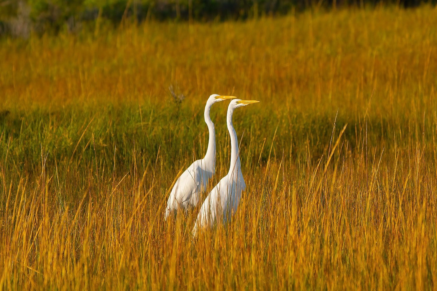  Pair of Great White Egrets 