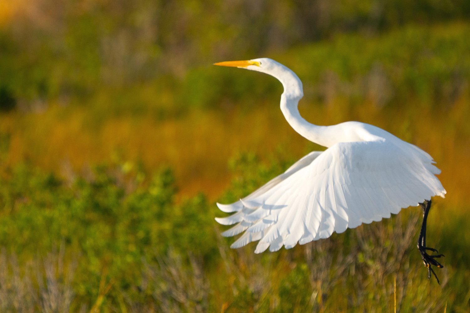  Great White Egret 