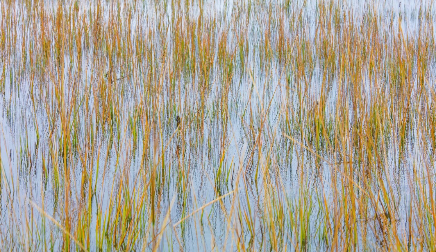  Wetlands abstract 