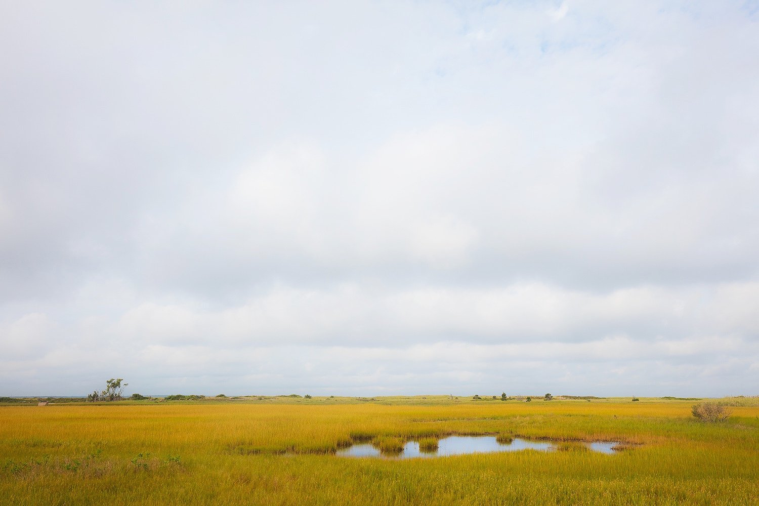  Tidal pool and grasses   