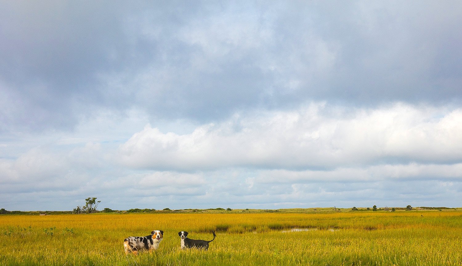  Pups among the marsh lands 