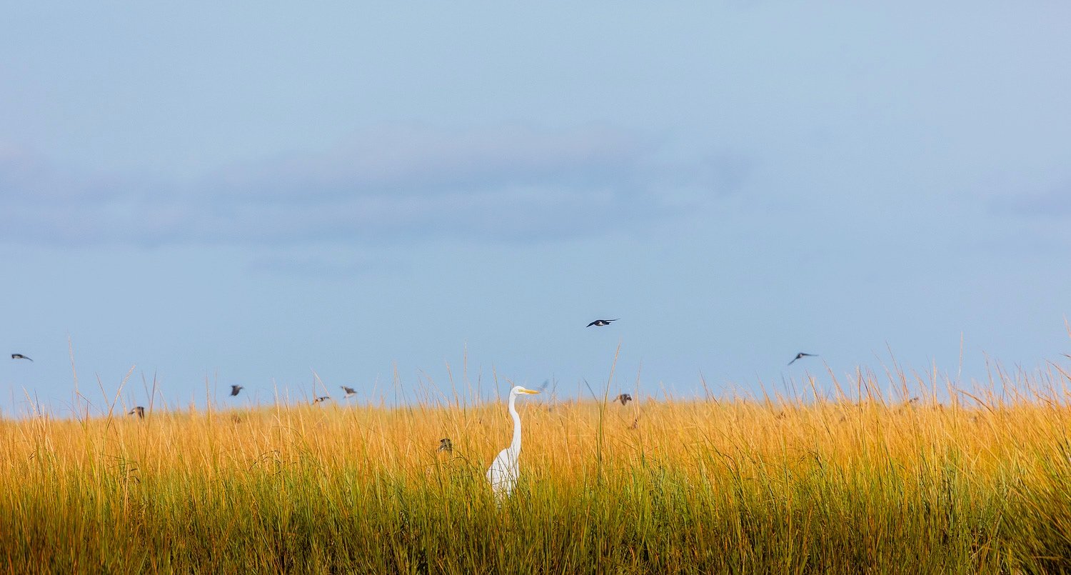 Great White Egret and Swallows 