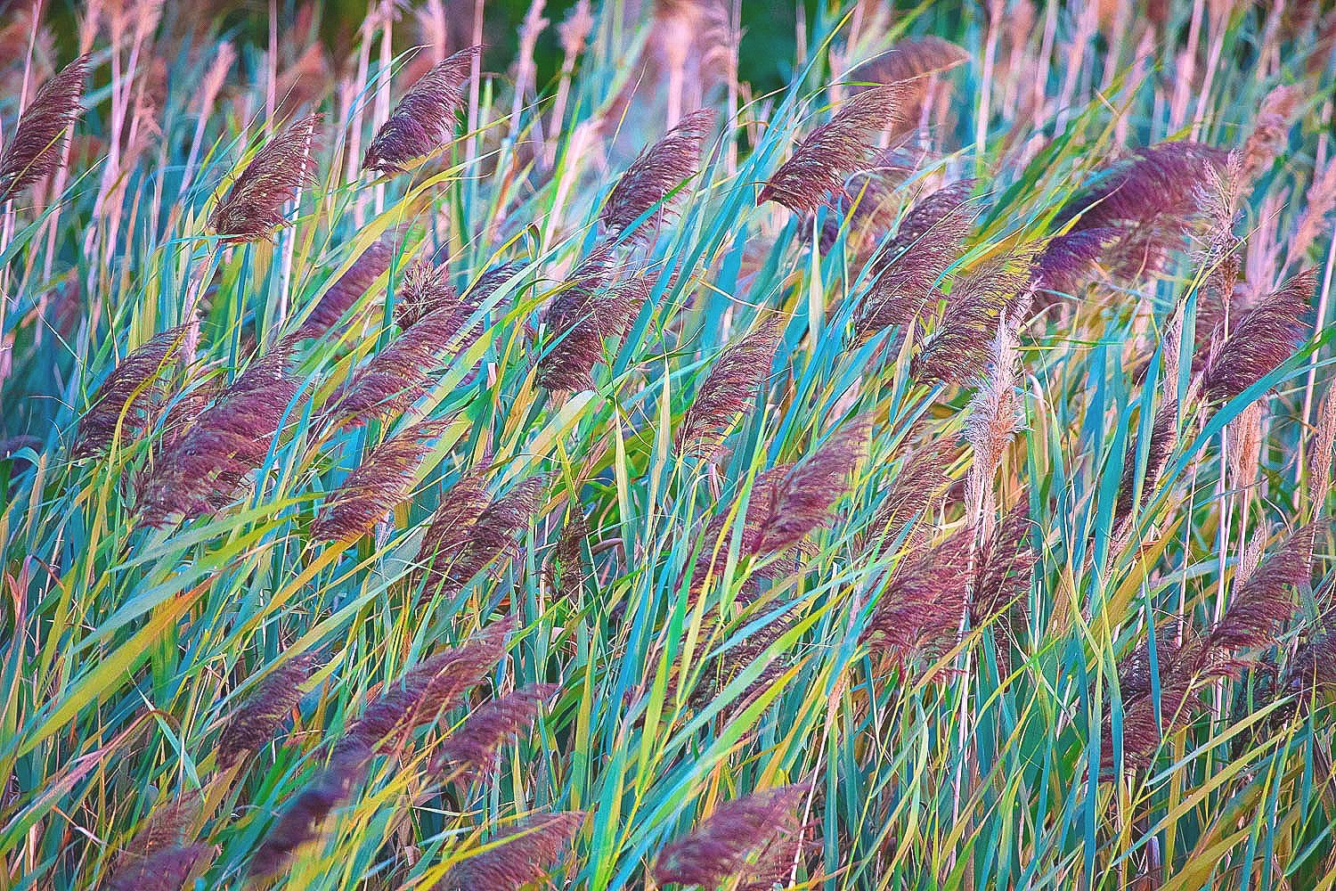  Grasses Gone to Seed 