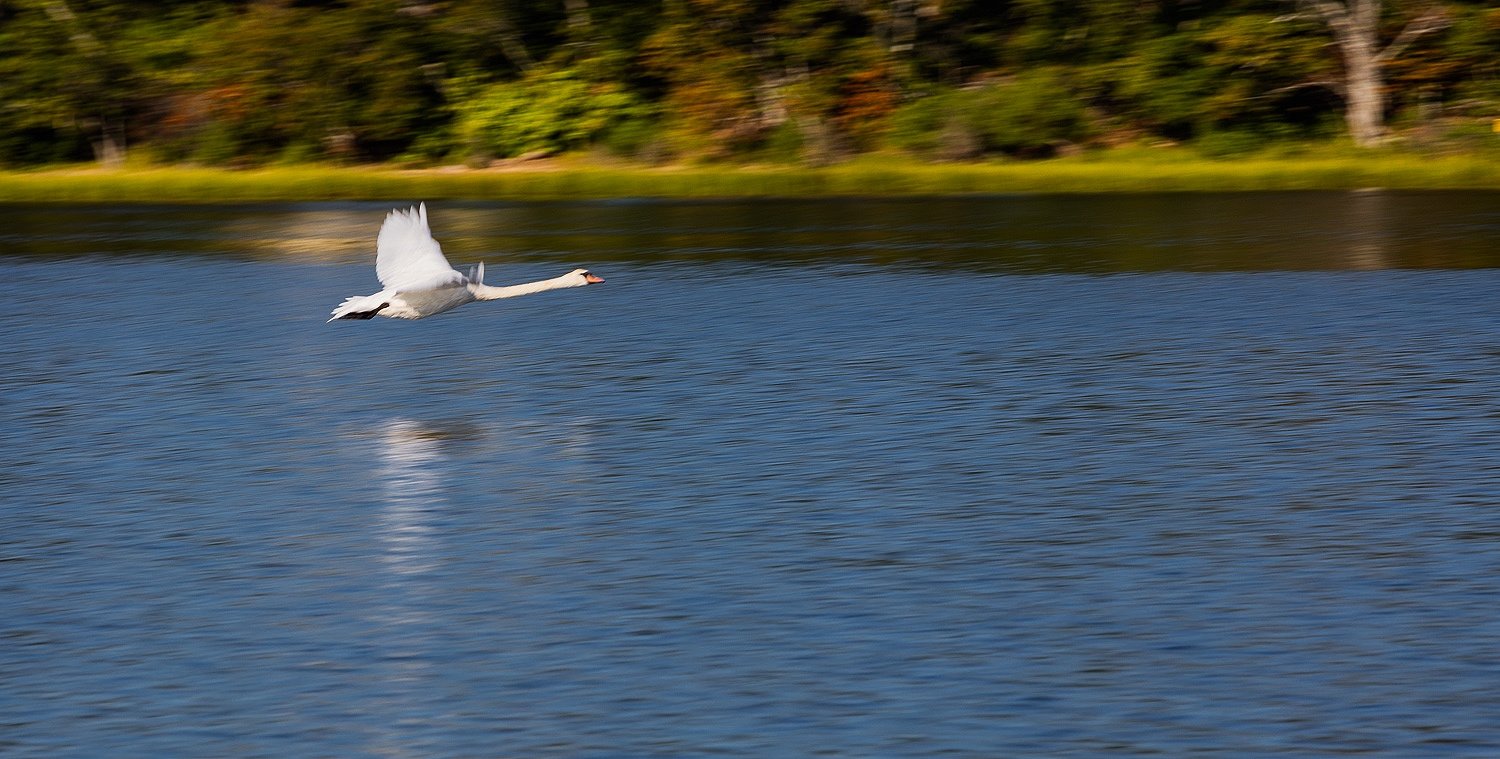  Swan liftoff 