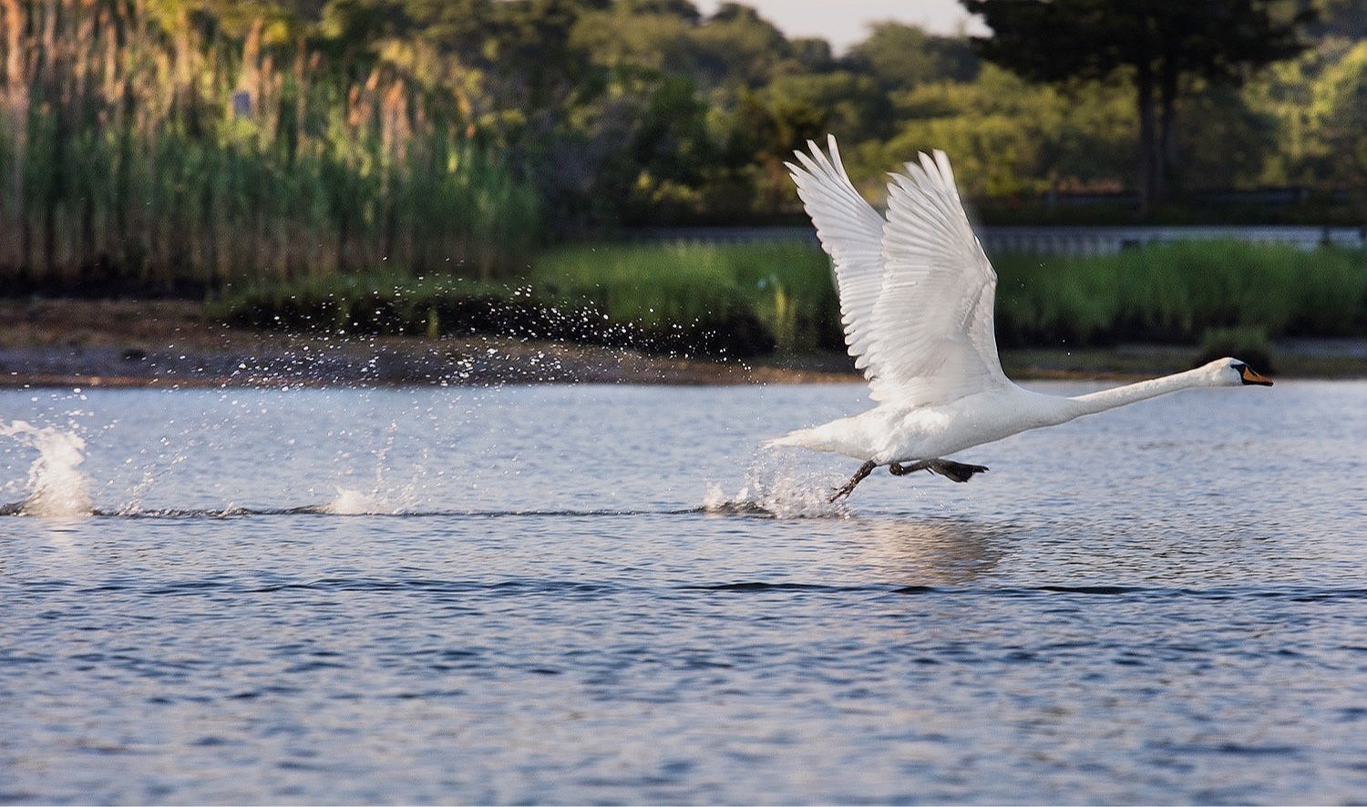  Swan running on water 