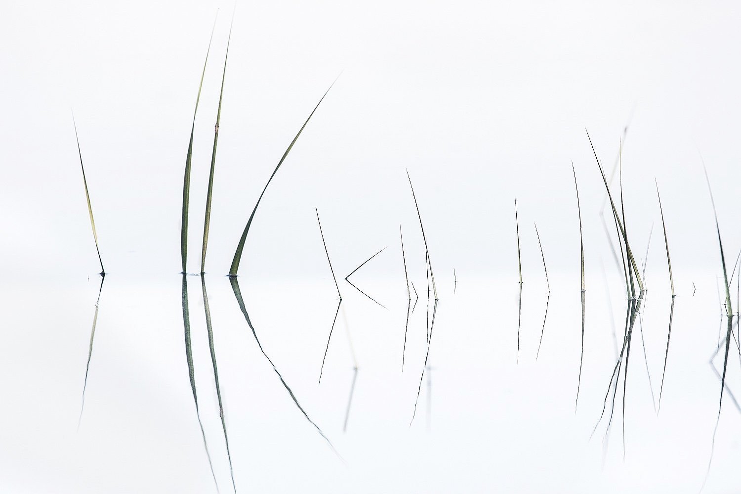  Grass Abstracts 