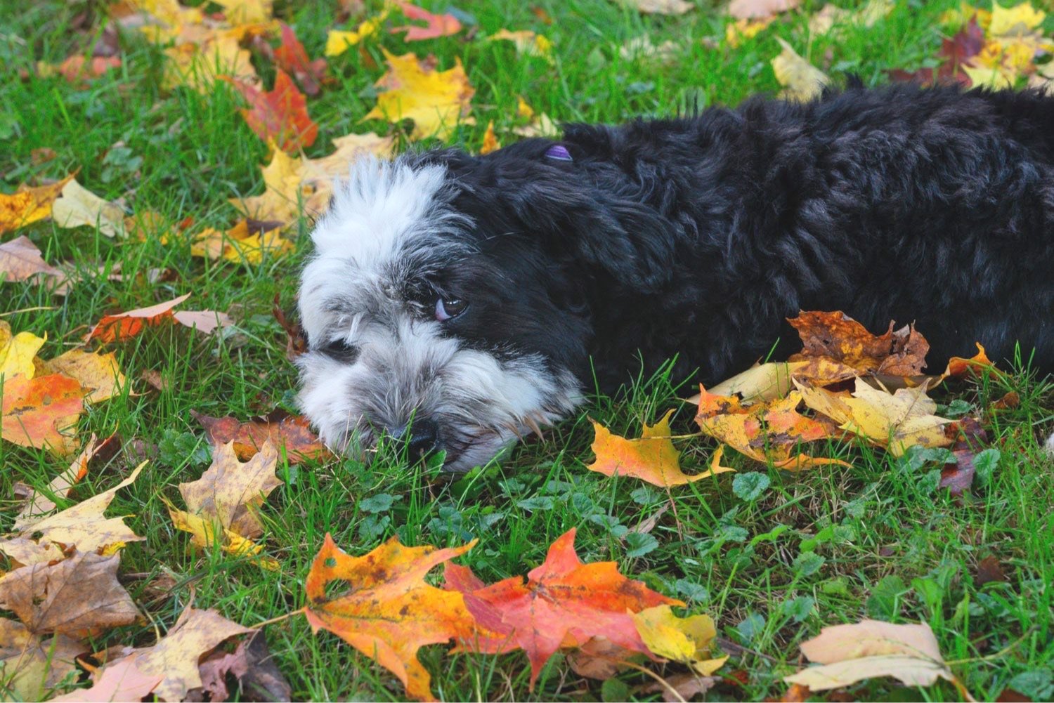 Fred the Havanese