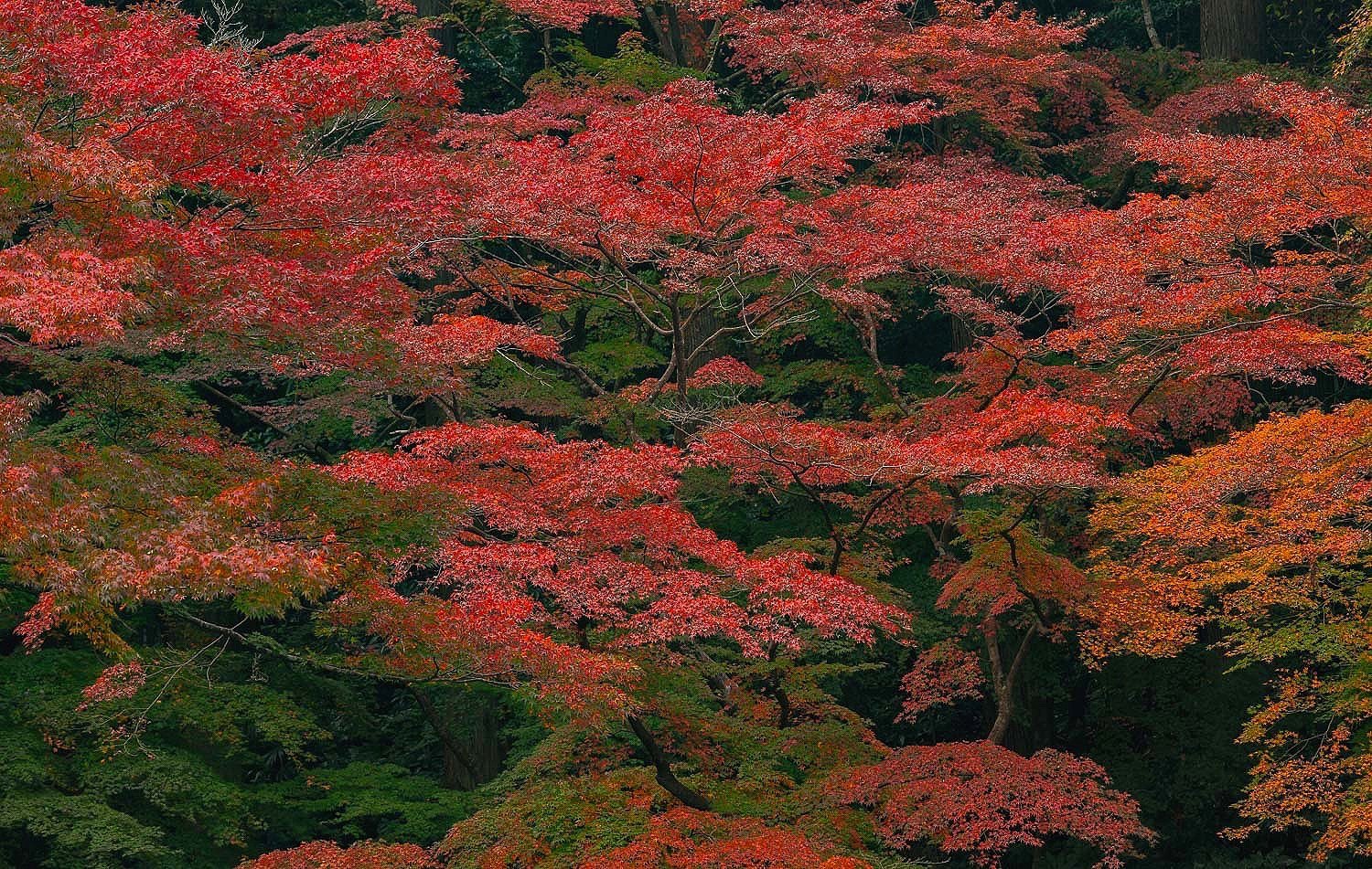 Temple Garden,  Narita