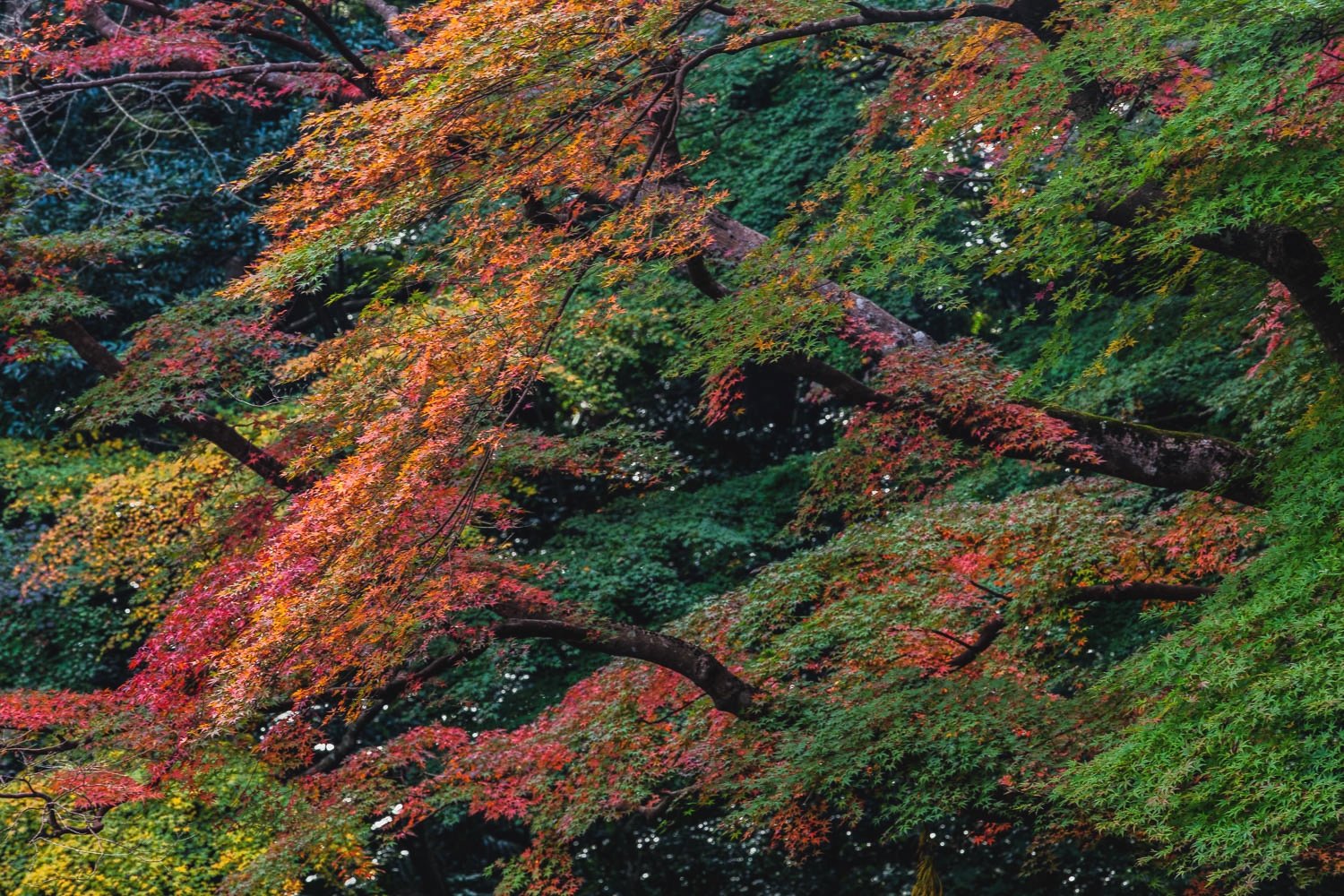 Temple Garden,  Narita