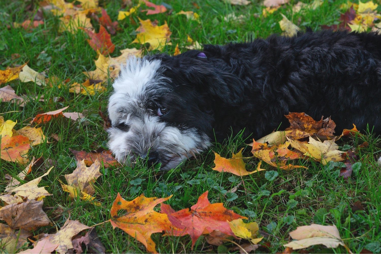 Fred+the+Hamanese%2C+my+model+my+muse+and+my+seducer+resting+in+the+grass+among+autumn+leaves.+photo+johnstuart+studio-compress.jpg