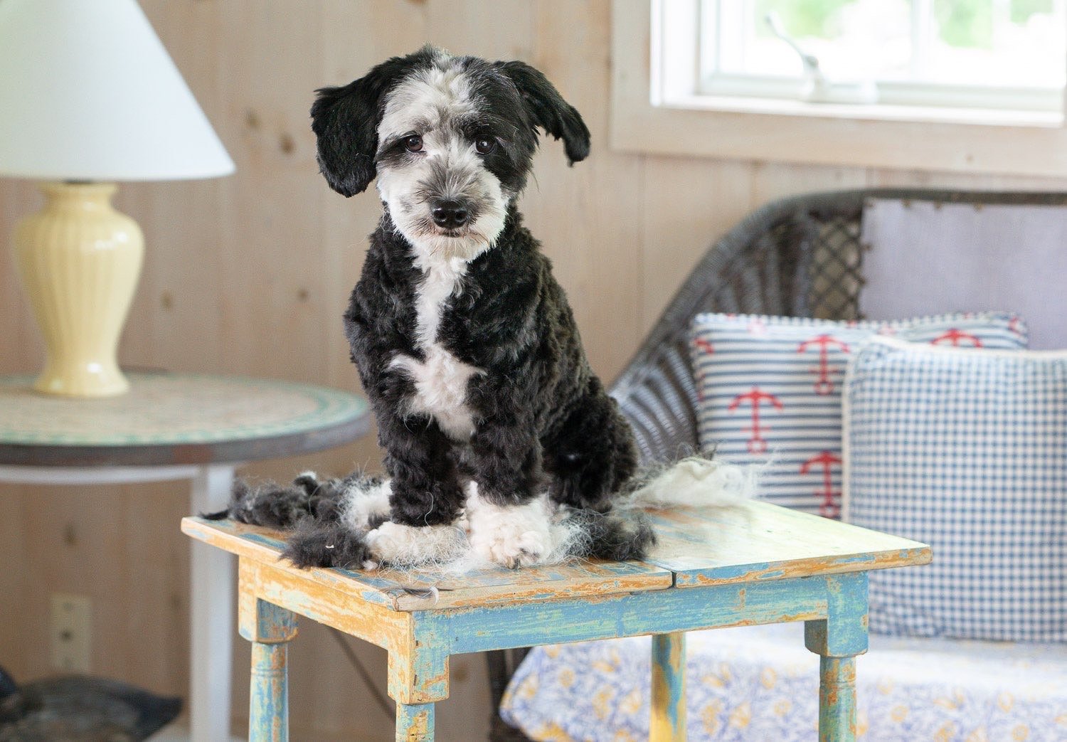 Fred+the+Havanese+dog+am+I+cute+or+what.++johnstuartstudio-compress.jpg