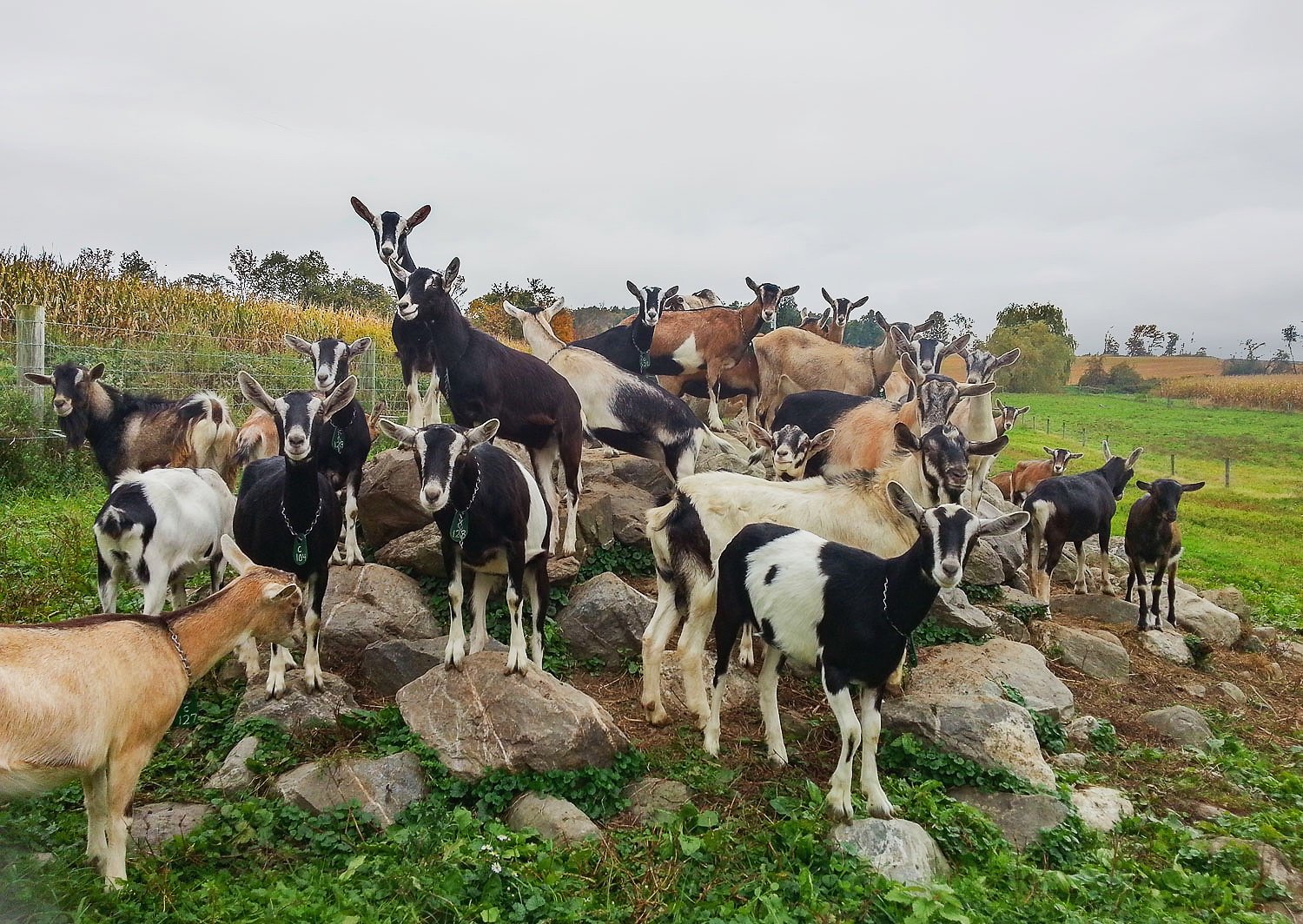 Goats, Coach Farm