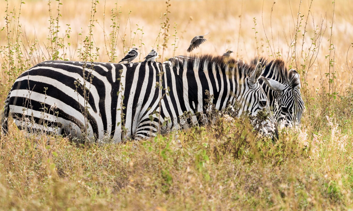 Zebra and Oxpeckers