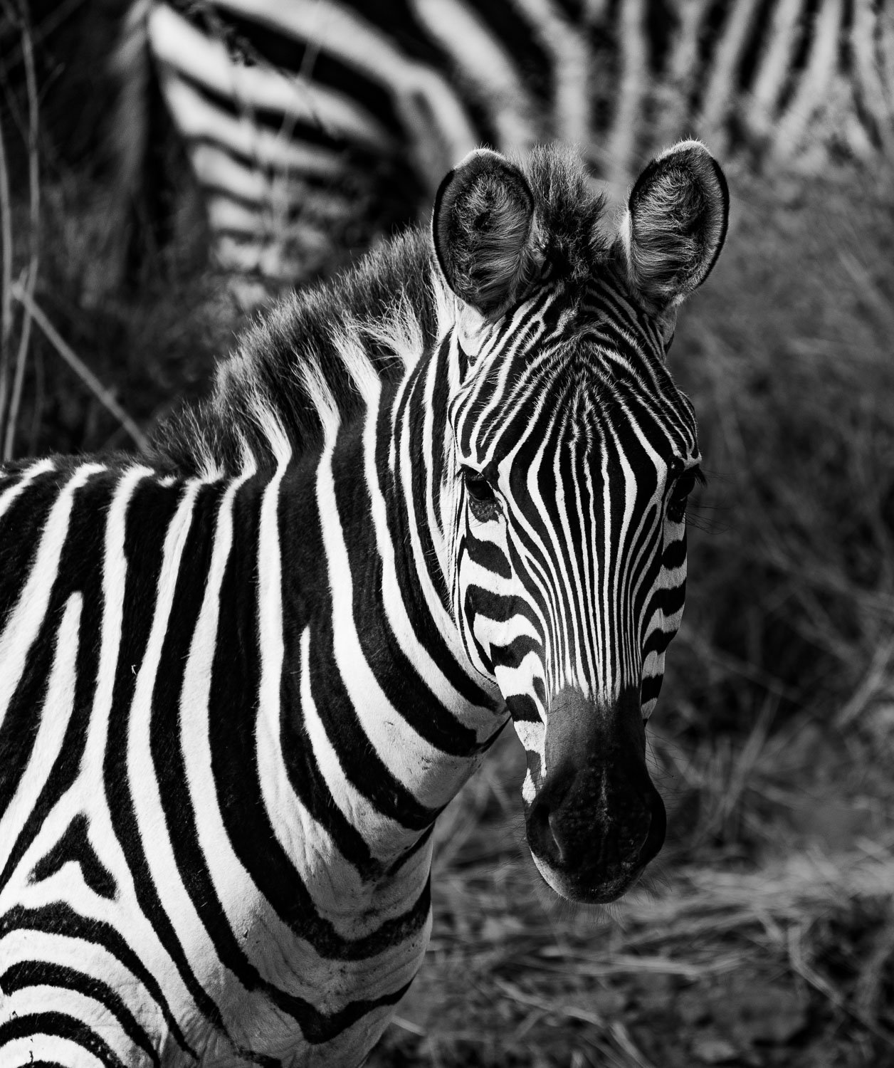 Zebra mom and foal