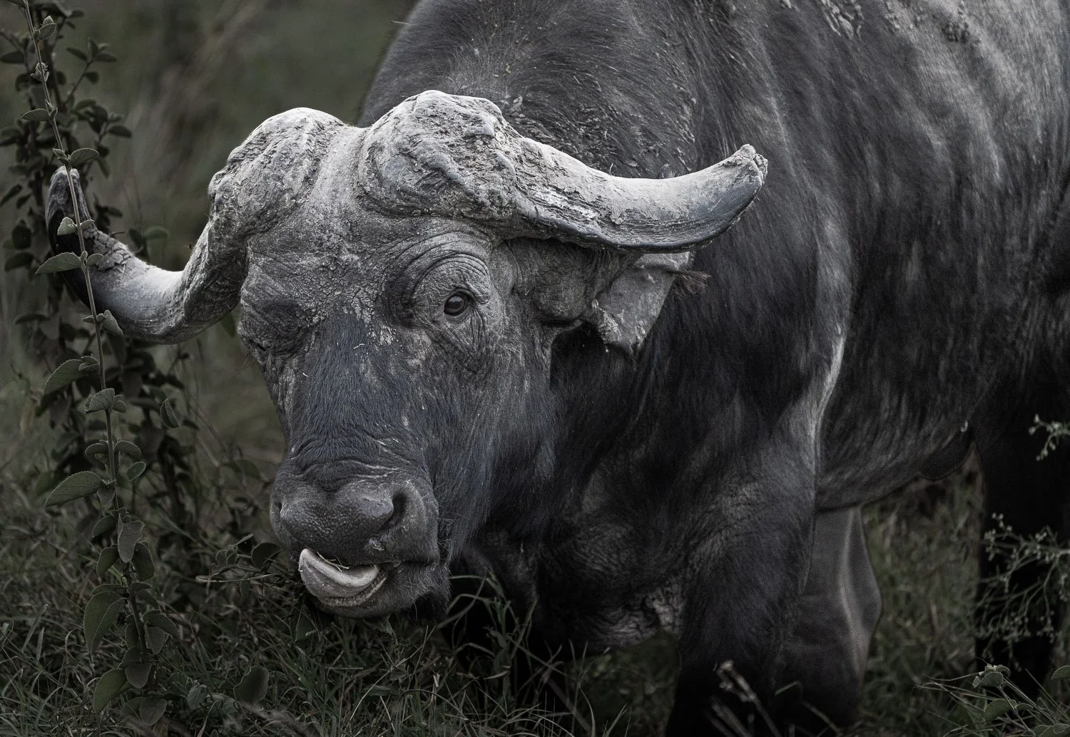 Cape buffalo