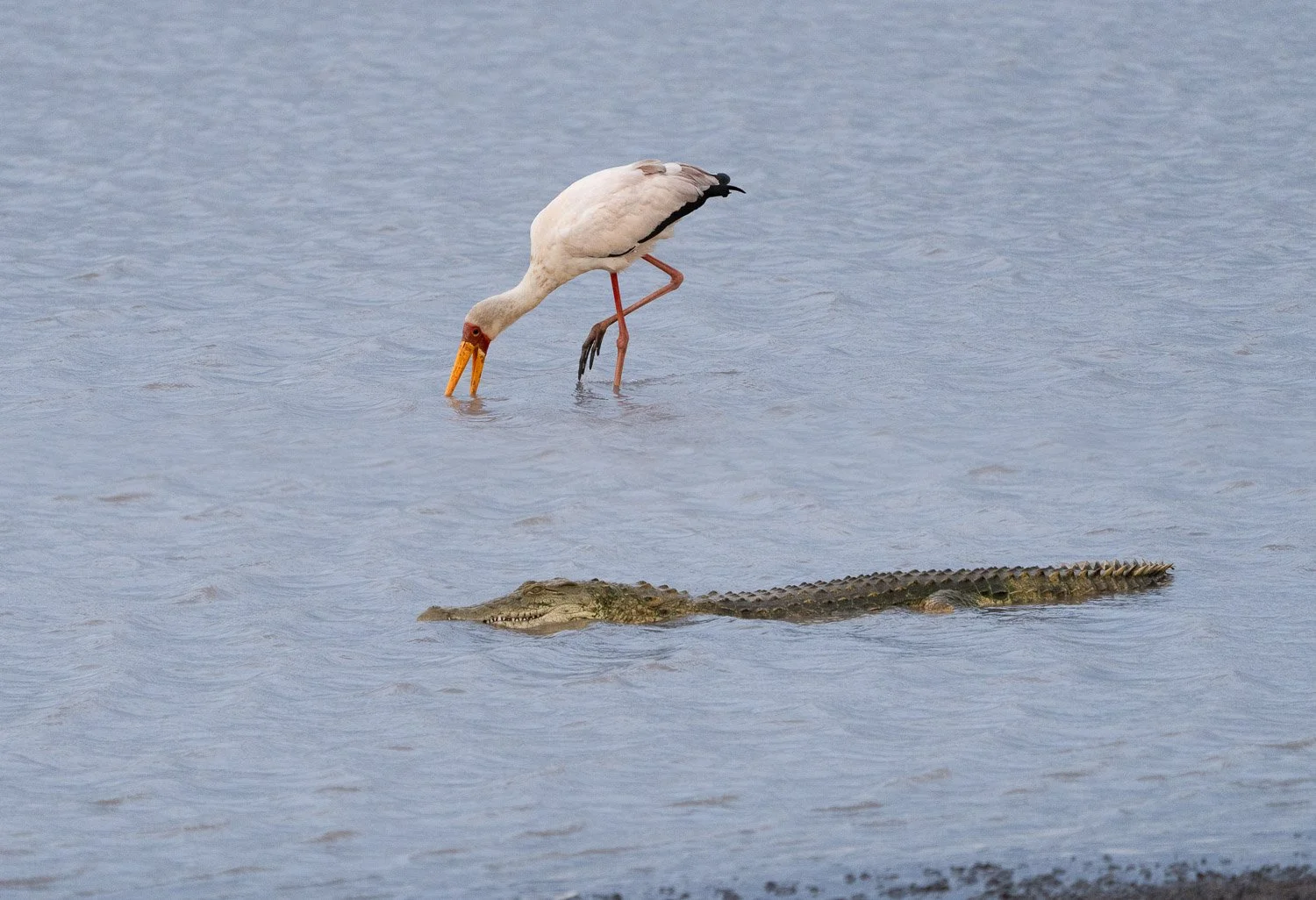 Yellow-billed Stork
