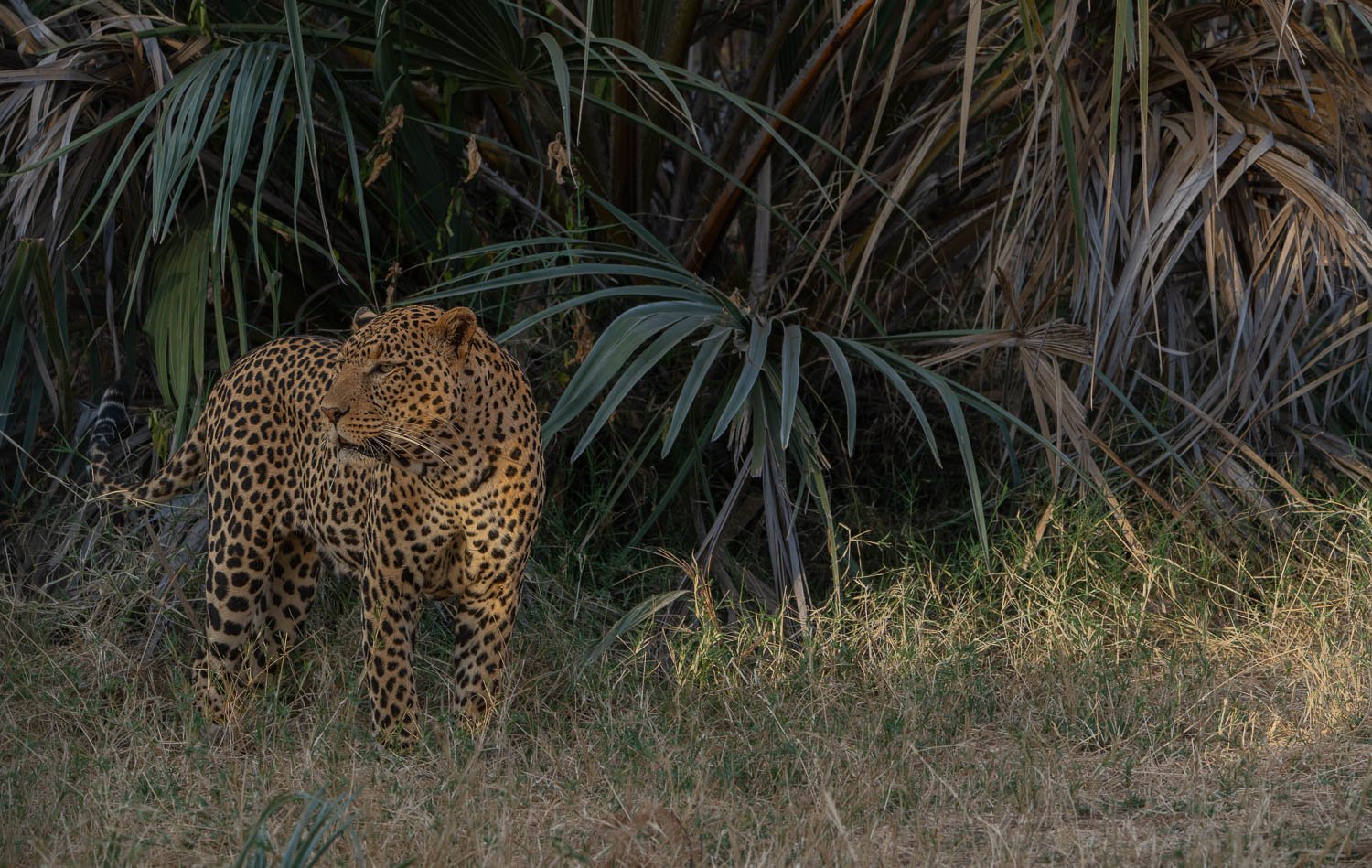 Leopard 