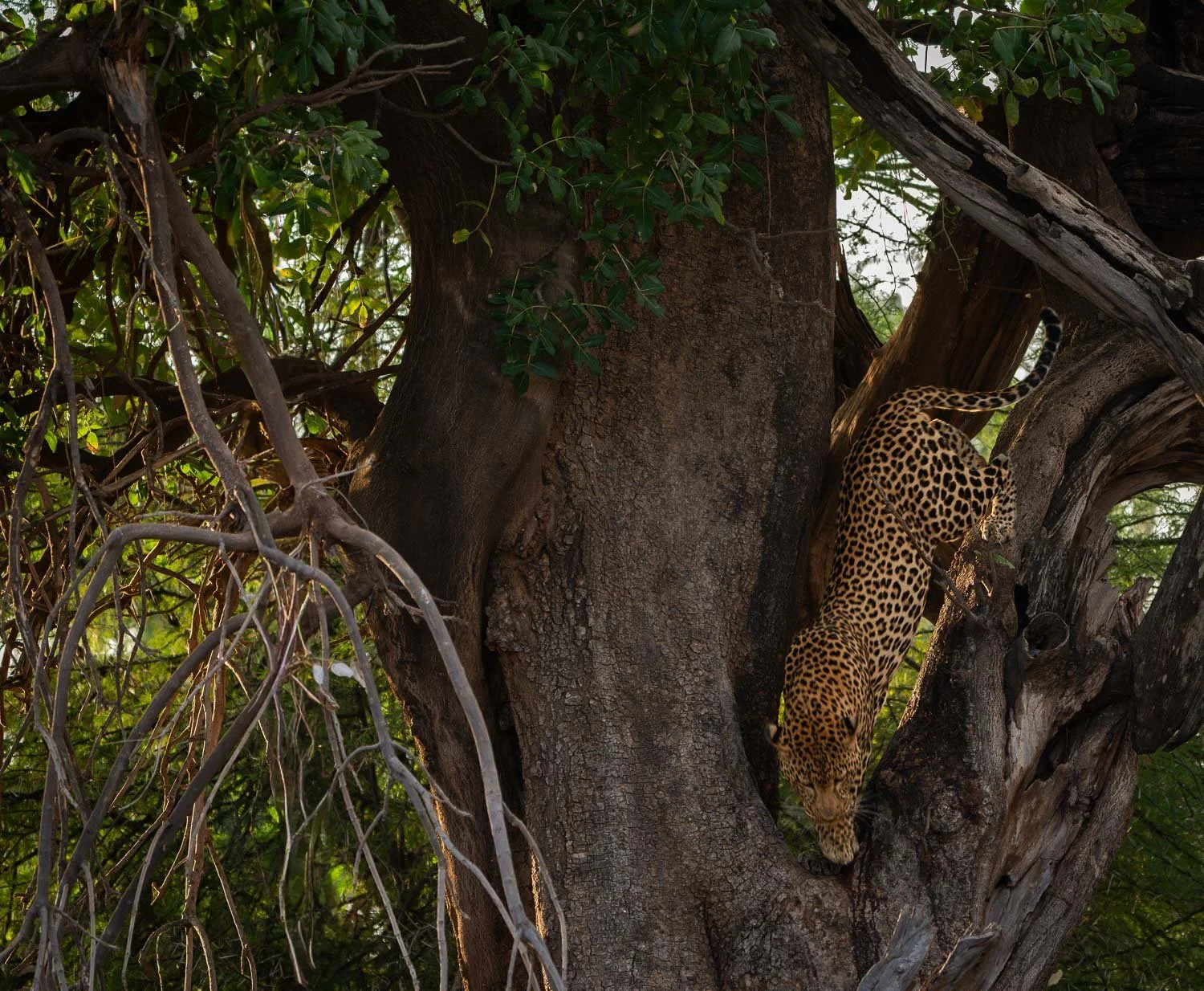 Leopard