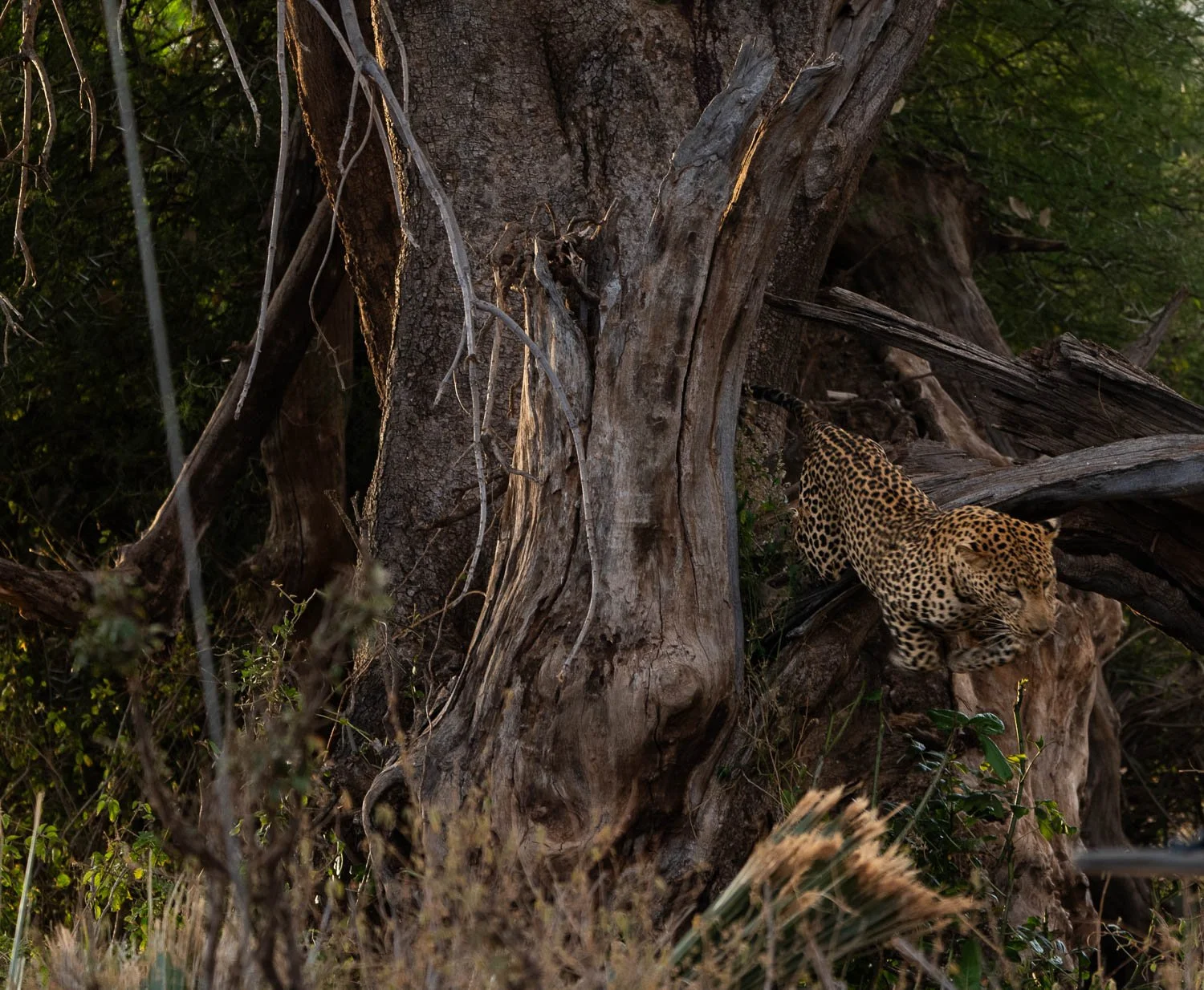 Leopard