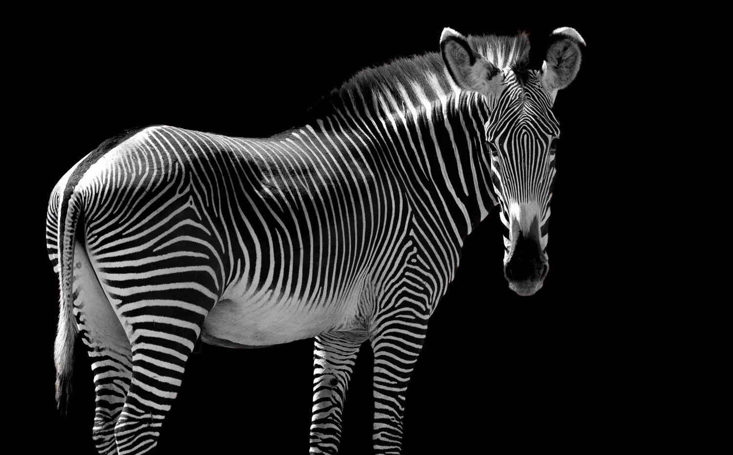 Zebra 