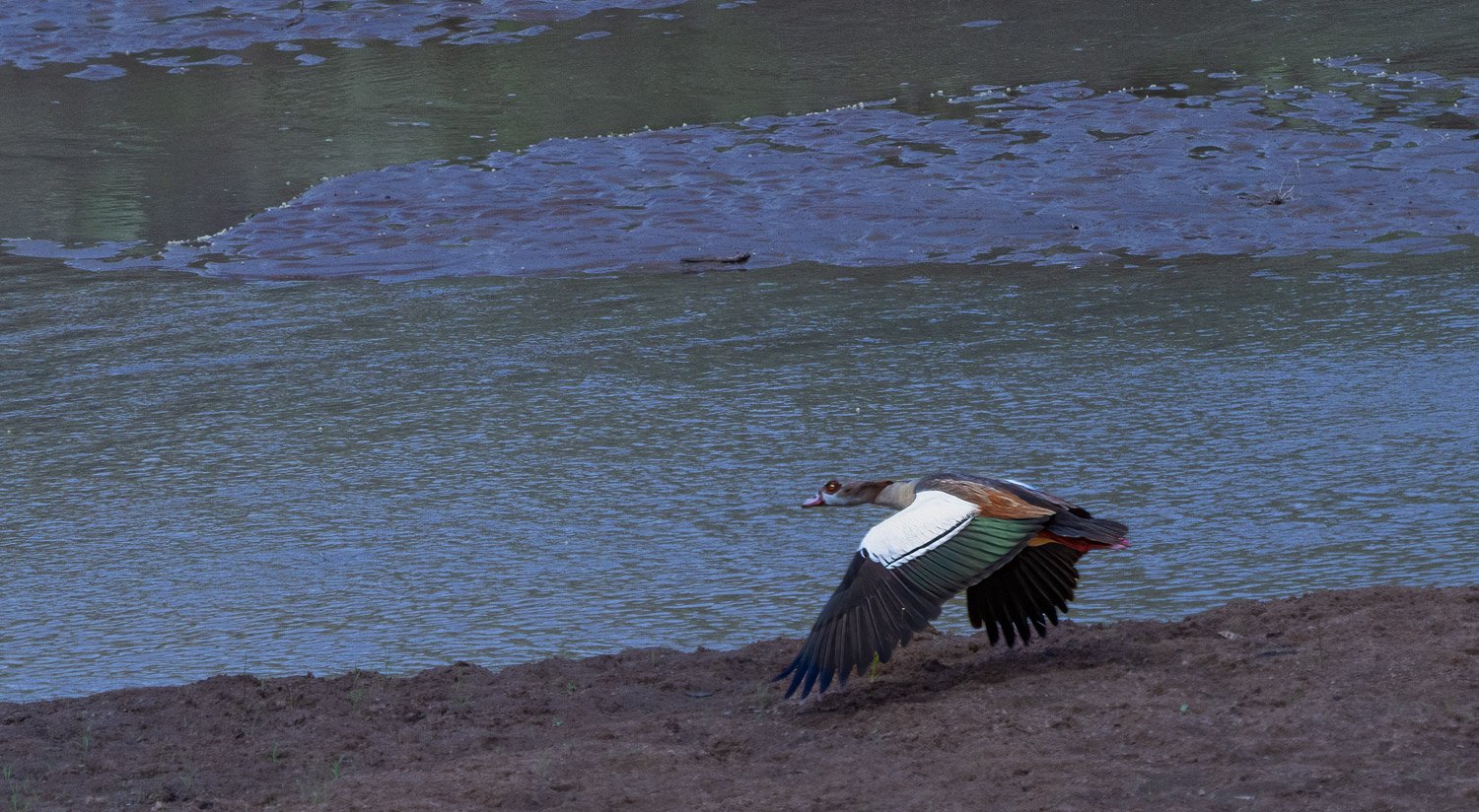 Egyptian Goose