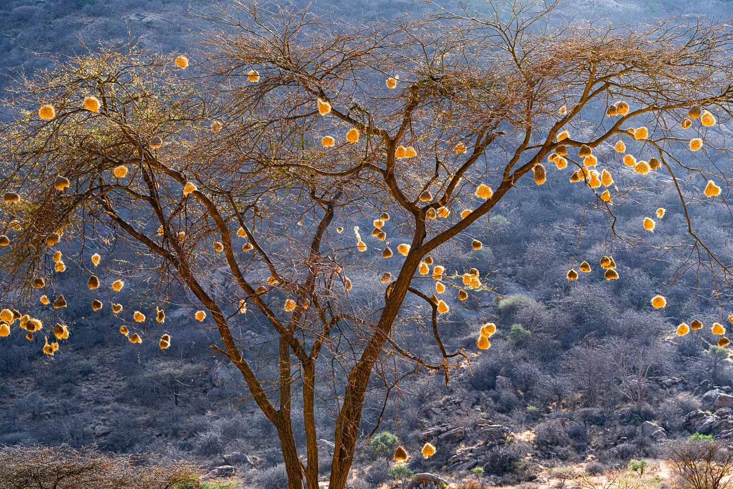 Weaver bird nests
