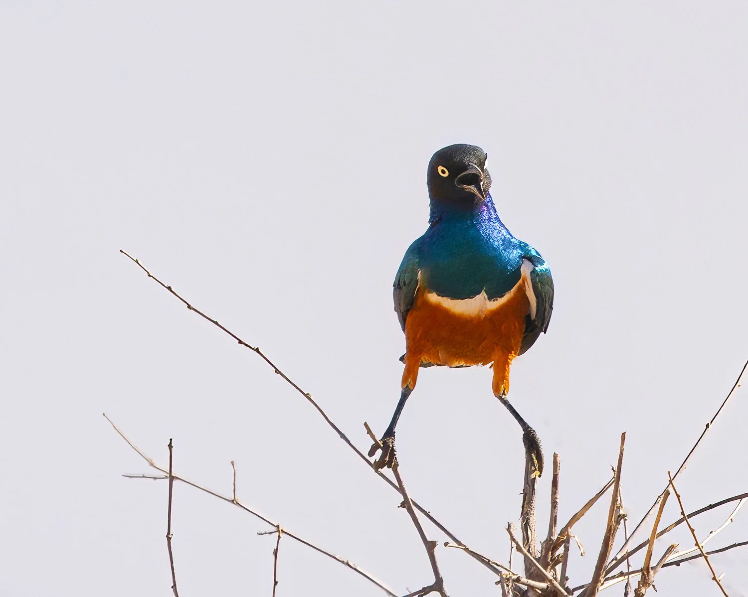  Superb Starling 