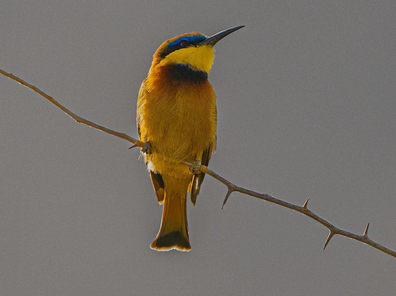 Bee Eater