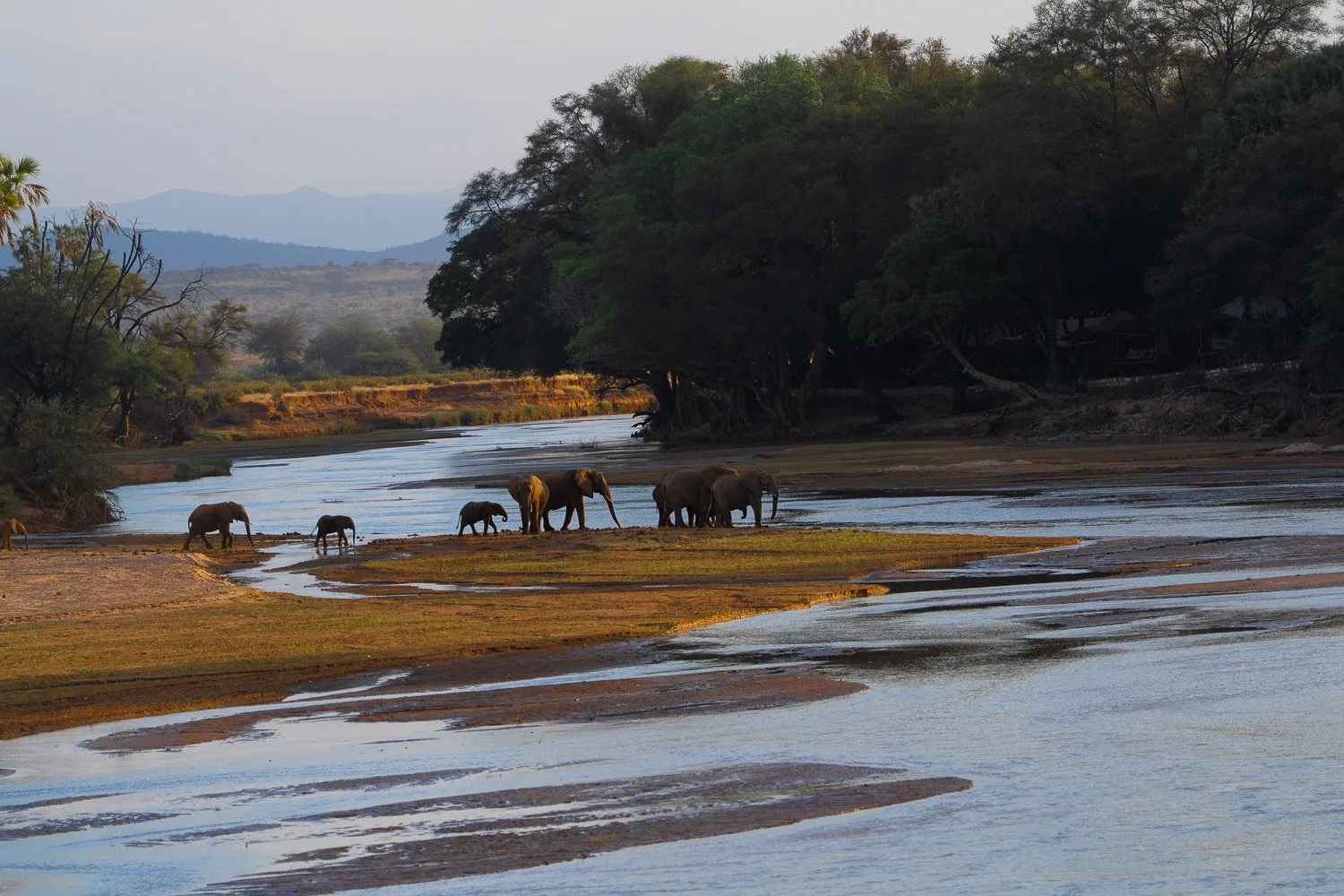 Elephants by the River