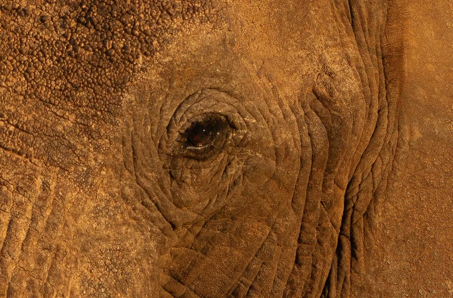 Eye of the Elephant