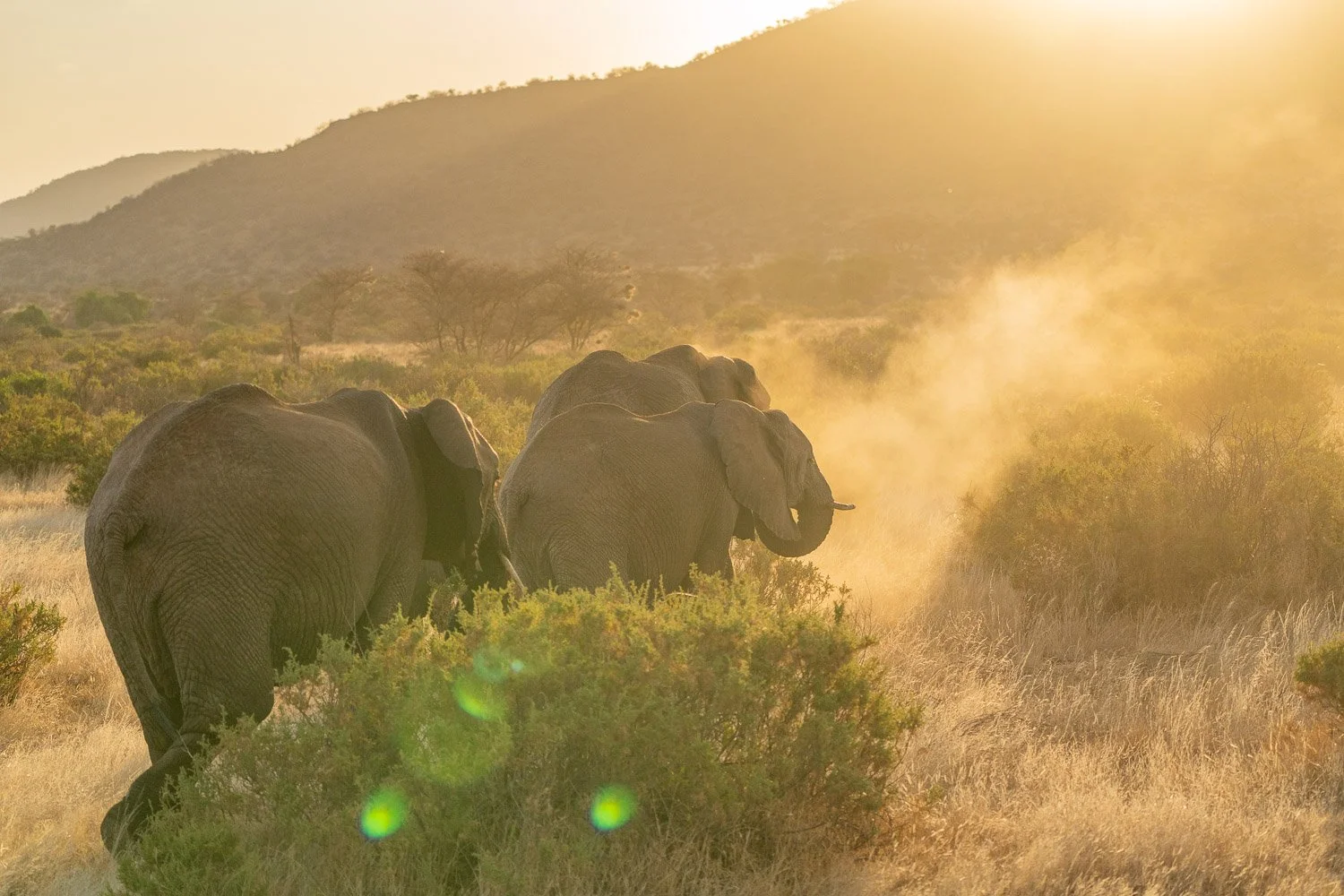 Elephants 