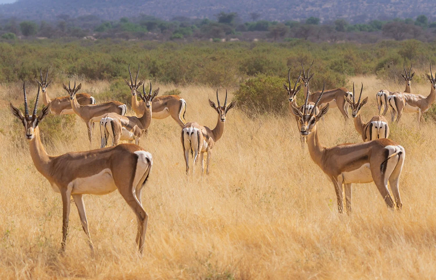 Graves Gazelle
