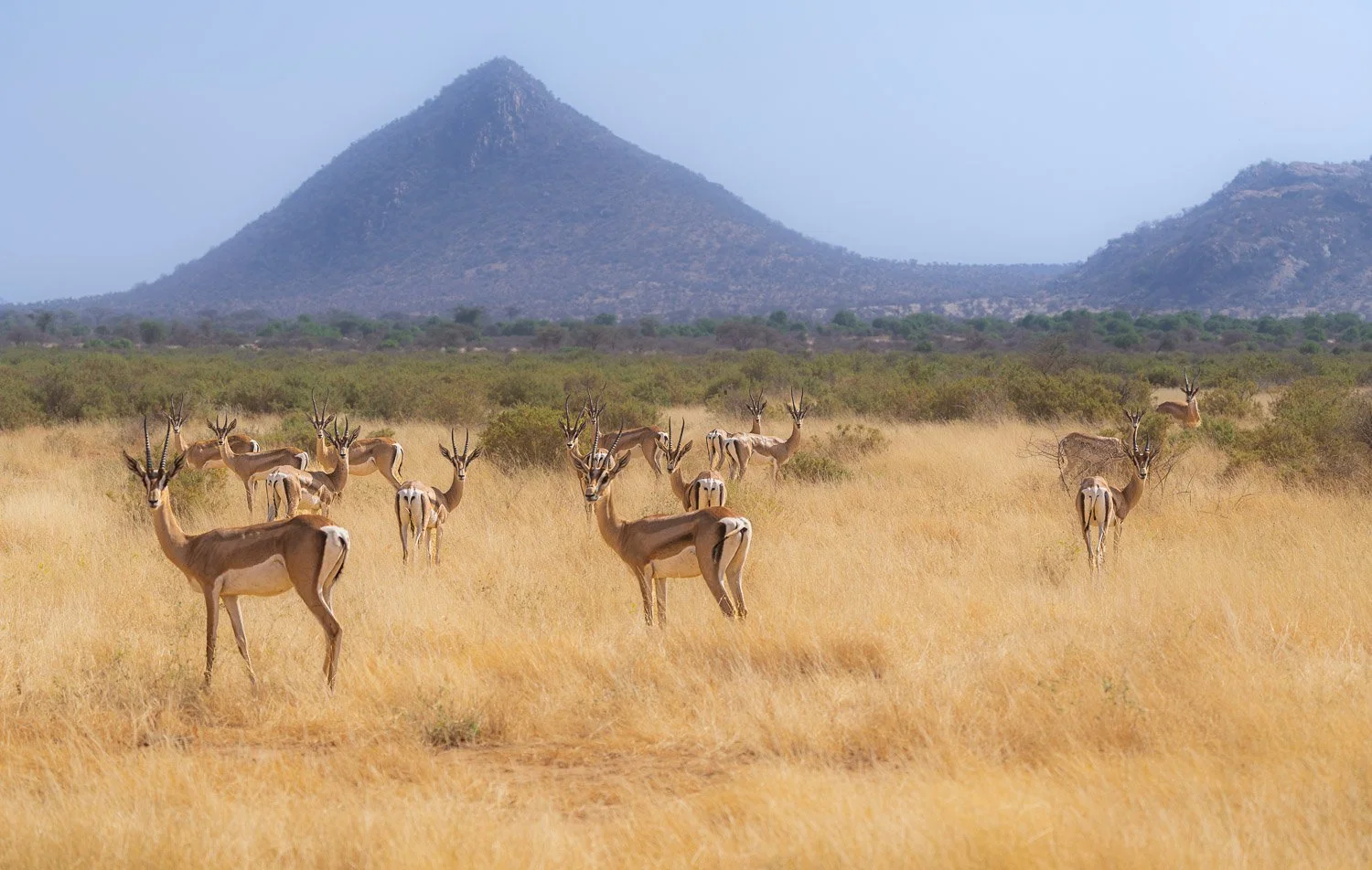 Graves Gazelle