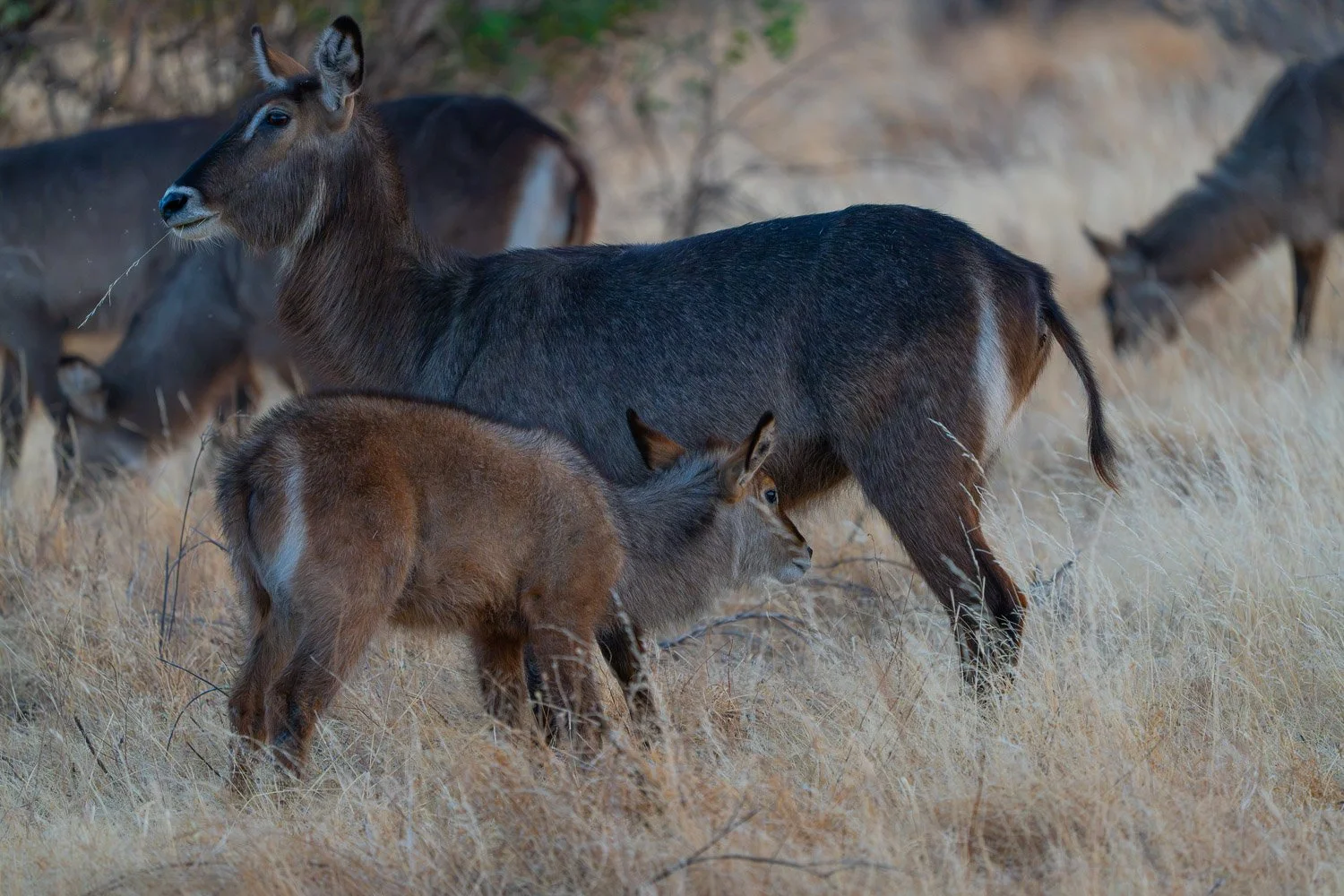 Common Waterbuck and calf