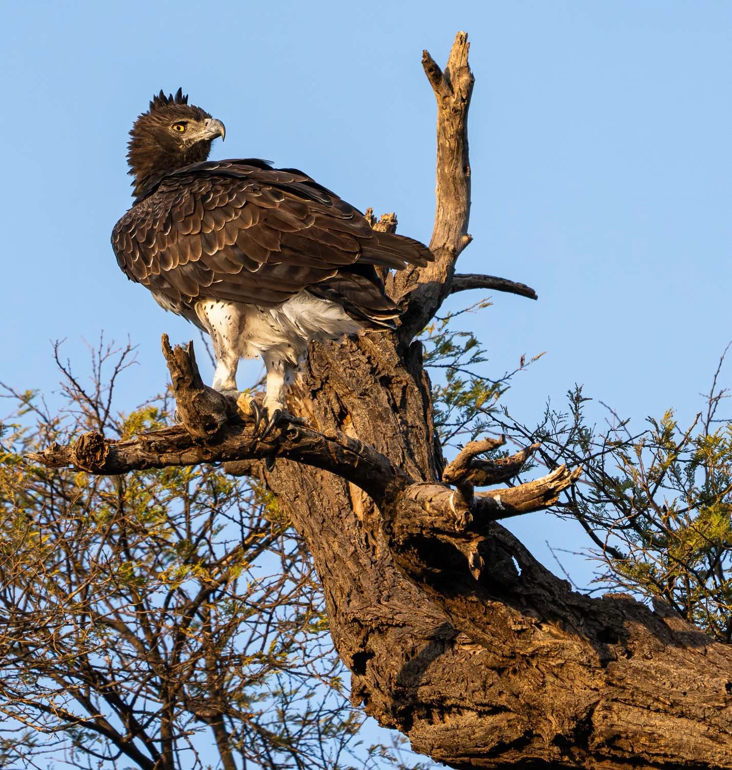 Martial Eagle