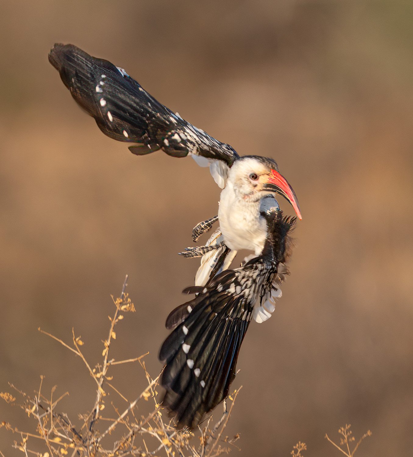 Yellow hornbill