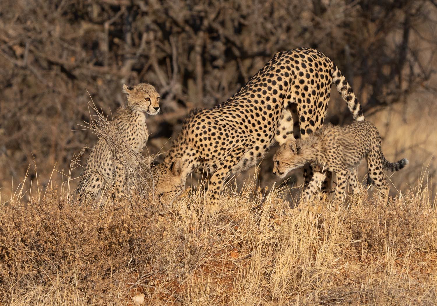 Cheetah with cubs