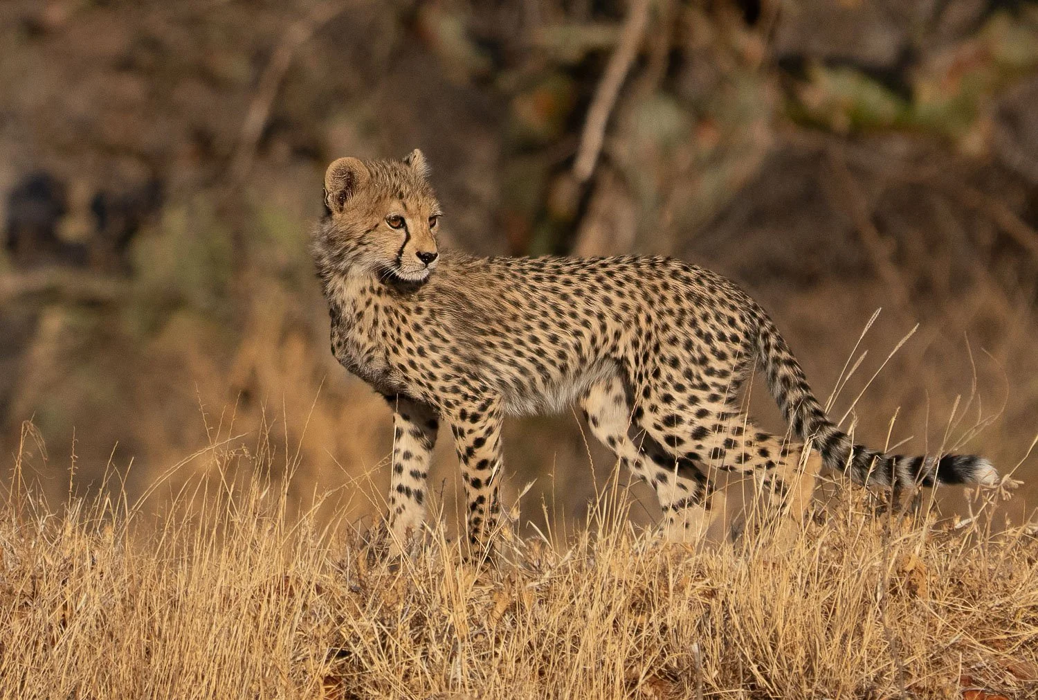 Cheetah with cubs