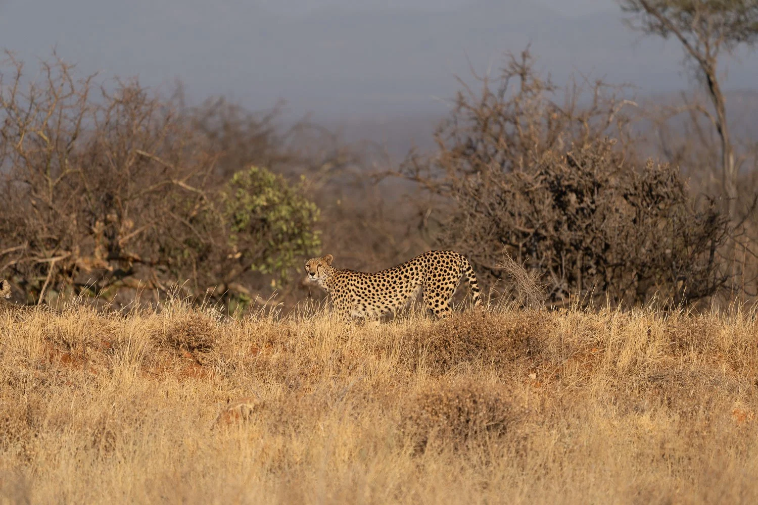Cheetah