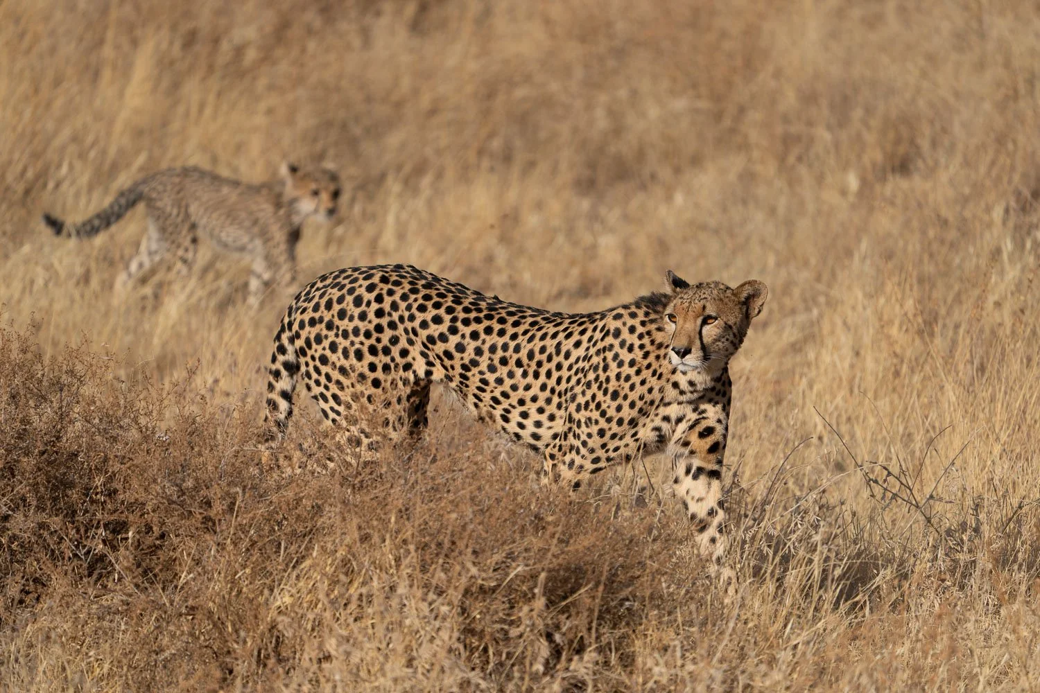 Cheetah