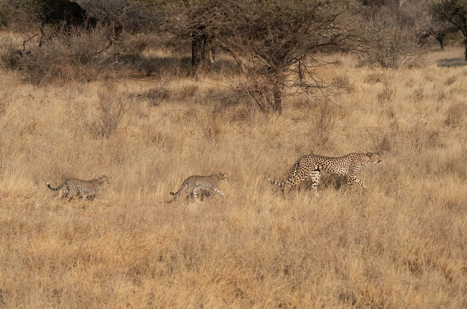 Cheetah with cubs