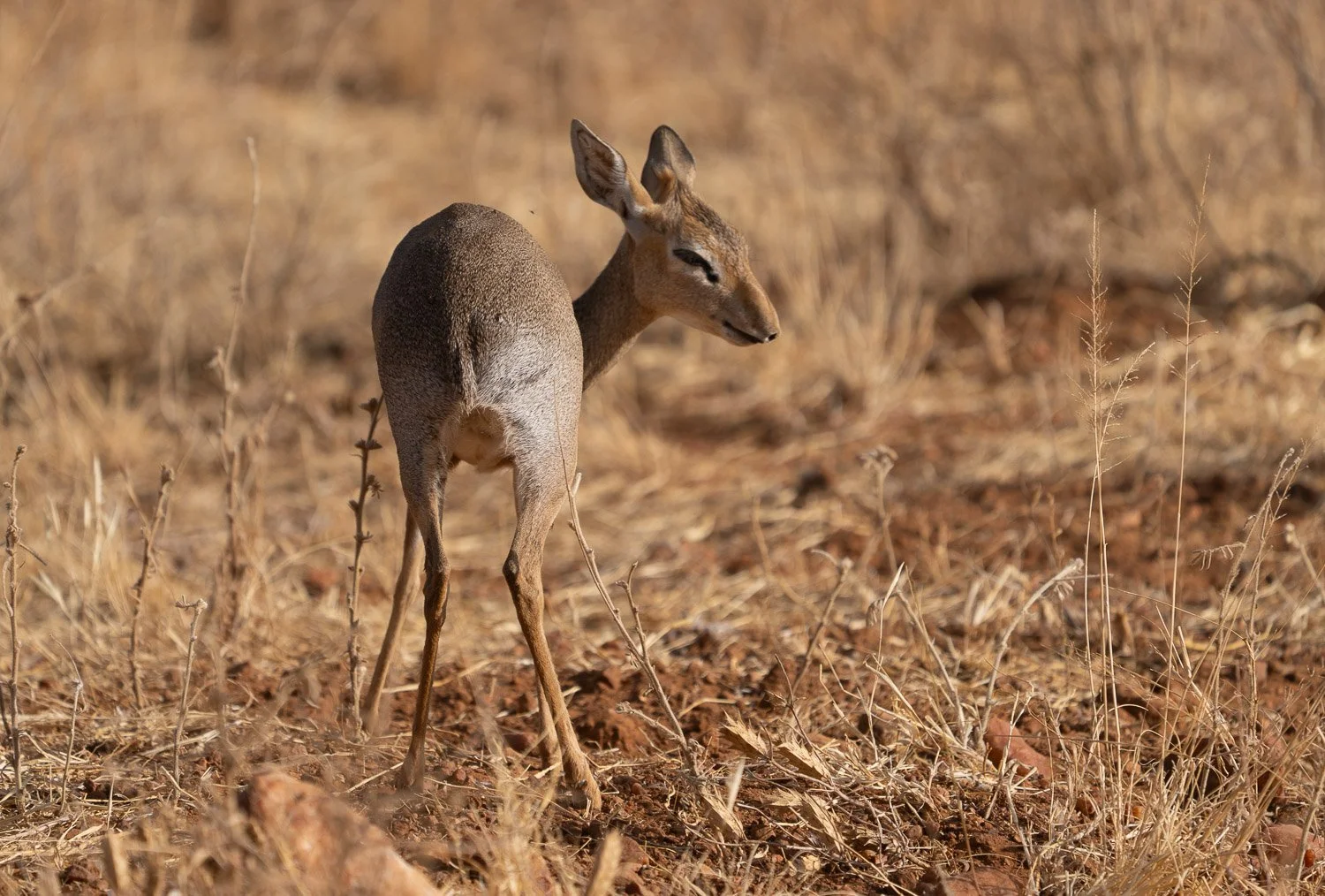Dik Dik