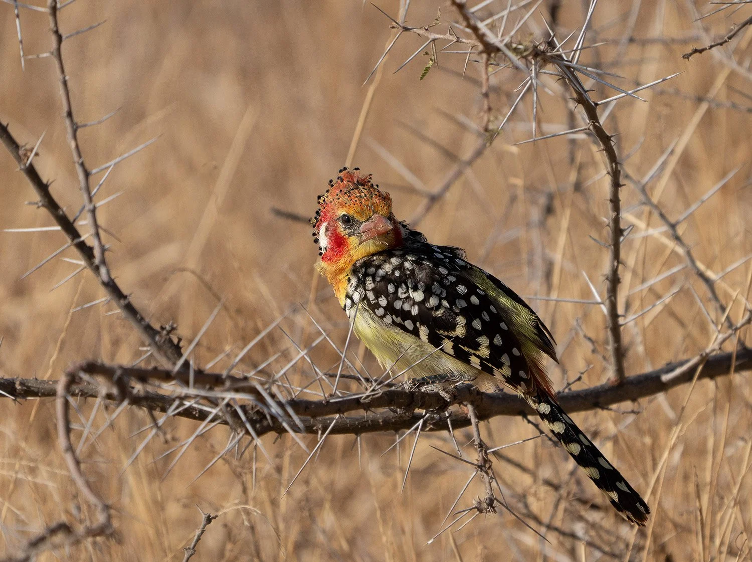 Red-and-yellow Barbet